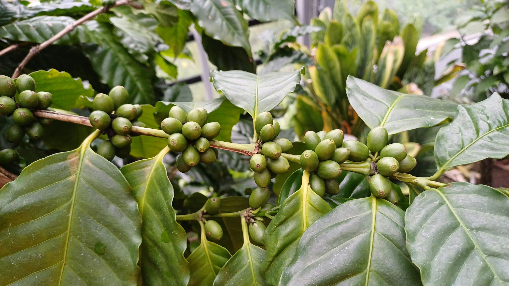 Kaffeekirschen am Kaffeestrauch