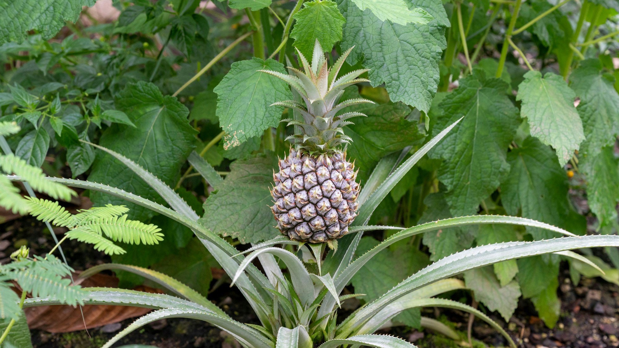 Eine kleine Ananas