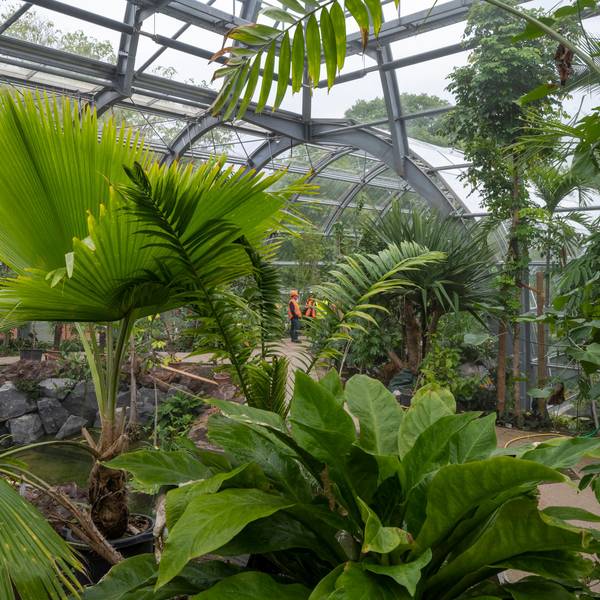 Blick in das Tropenhaus