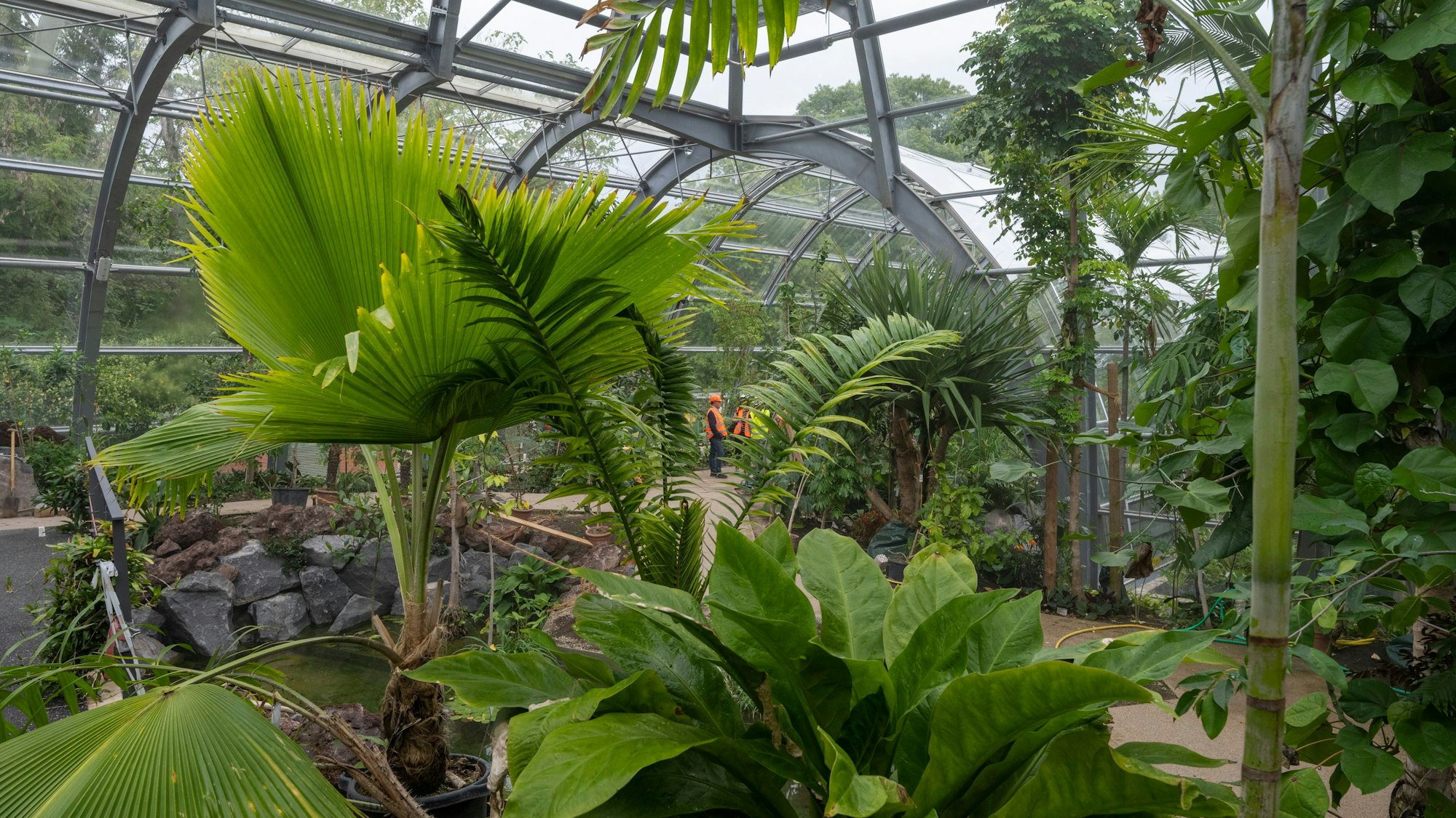 Ein Blick in das Tropenhaus: Die großen Pflanzen sind alle eingezogen.