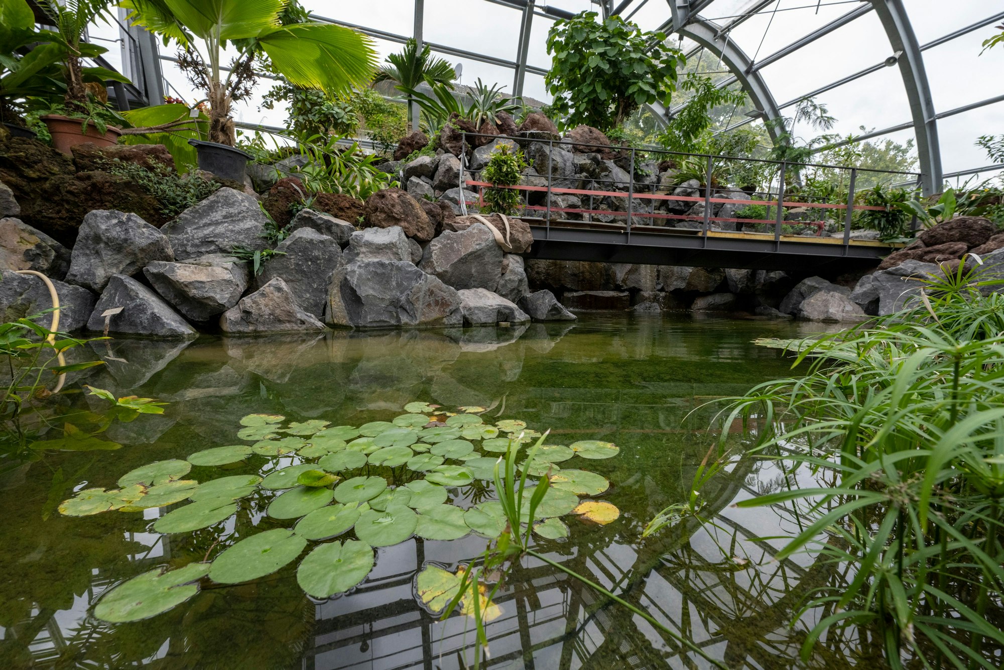 Im 17 Meter hohen Tropenhaus gibt es einen Teich mit Wasserfall und Brücke.