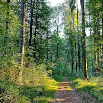 Das Bild zeigt einen Weg durch einen grünen Laubwald an einem sonnigen Tag.