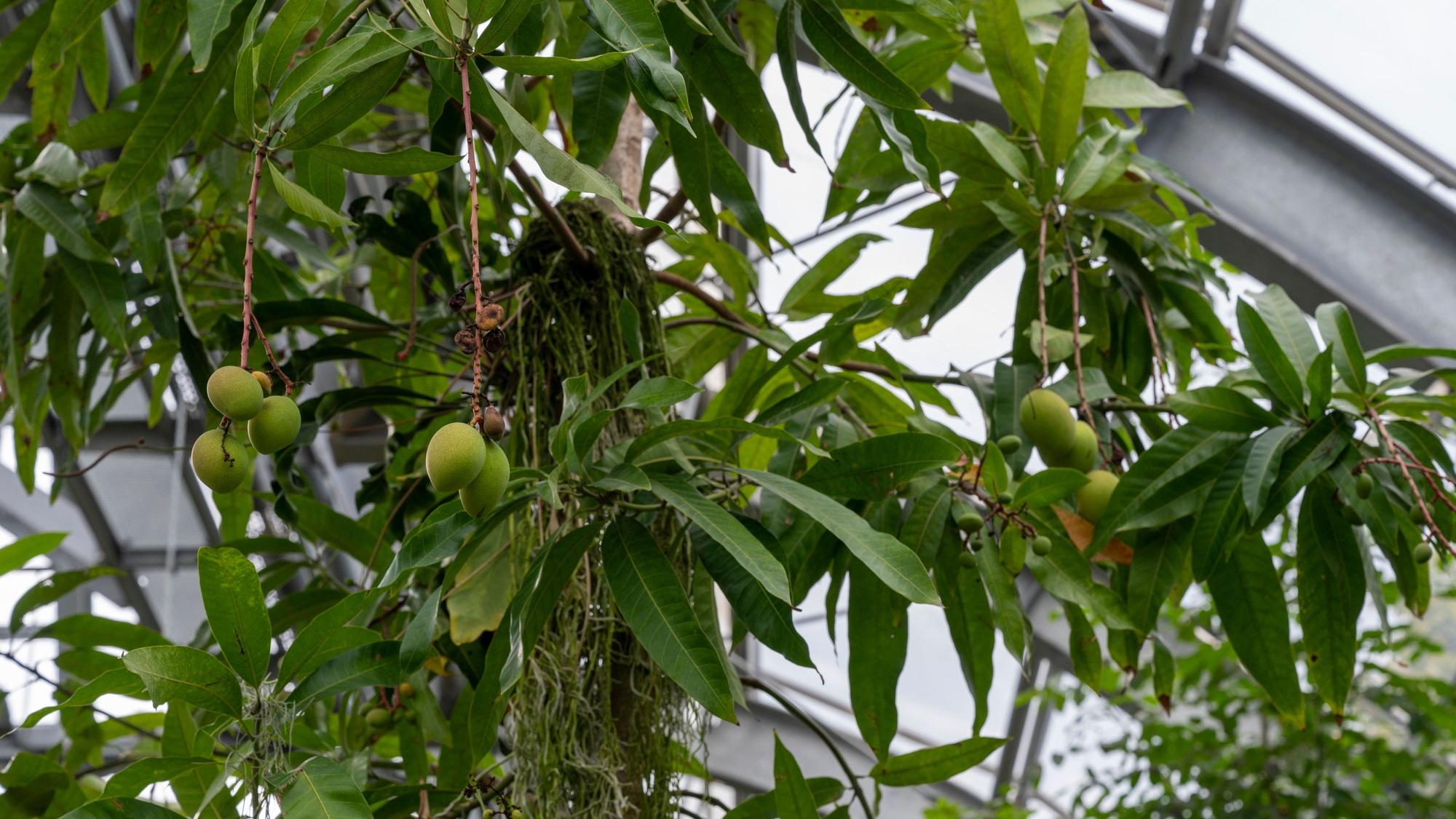 Ein Mangobaum mit vielen Früchten