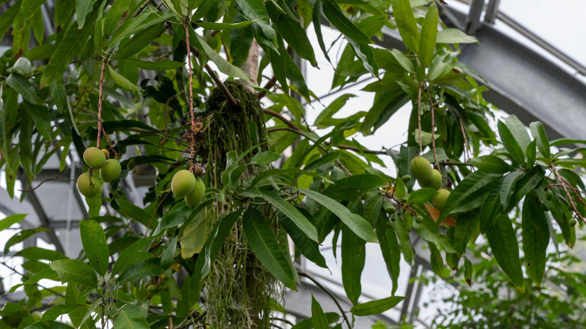 Ein Mangobaum mit vielen Früchten