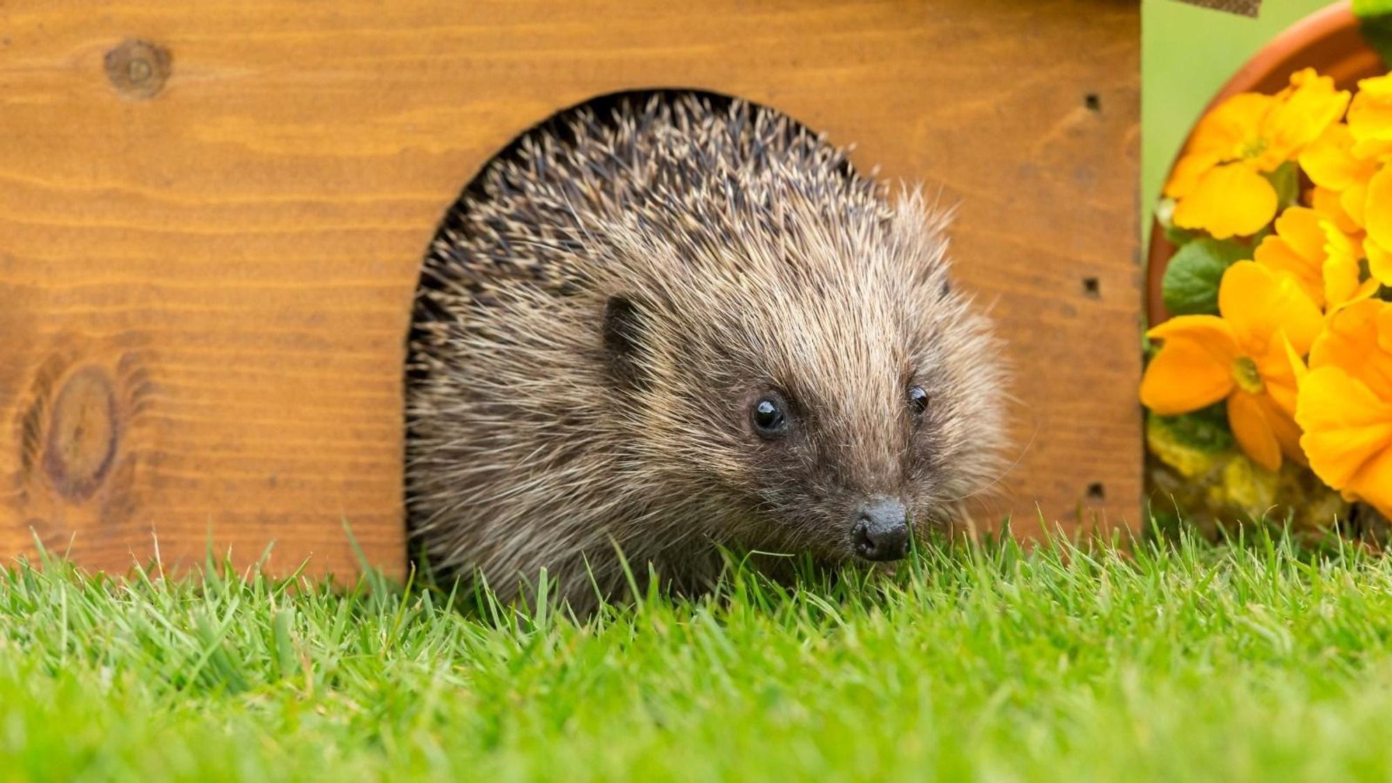 Ein Igel schaut aus einem hölzernen Häuschen.