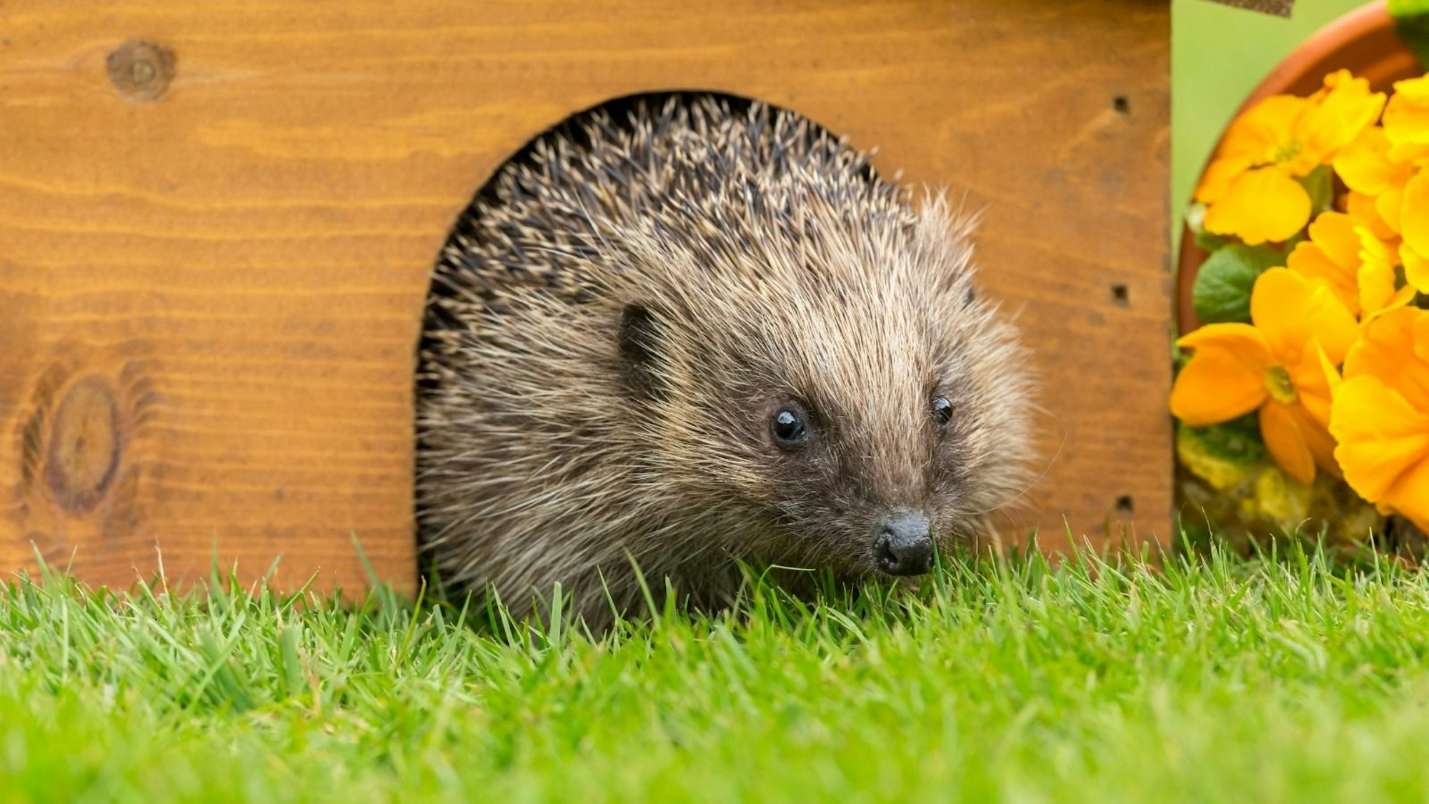 Ein Igel schaut aus einem hölzernen Häuschen.