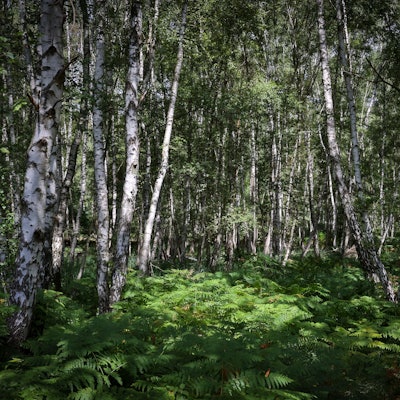 Wald aus Birken mit grünem Farn auf dem Waldboden
