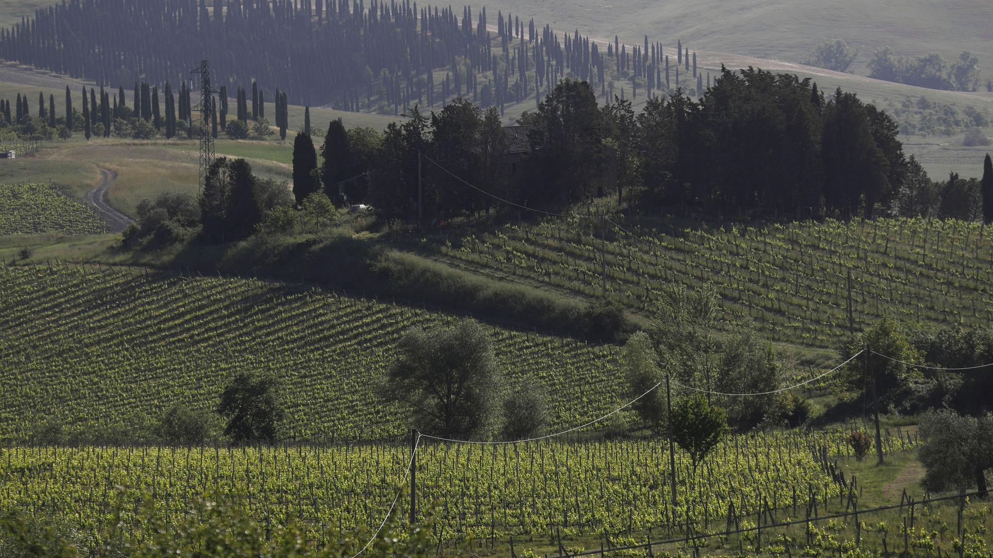 Weinberge sind auf den Hügeln in Montalcino zu sehen.