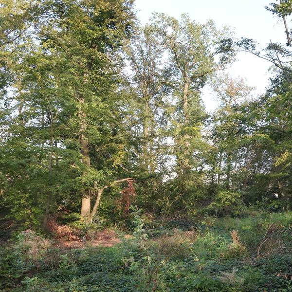 Wäldchen auf dem Isengartener Berg