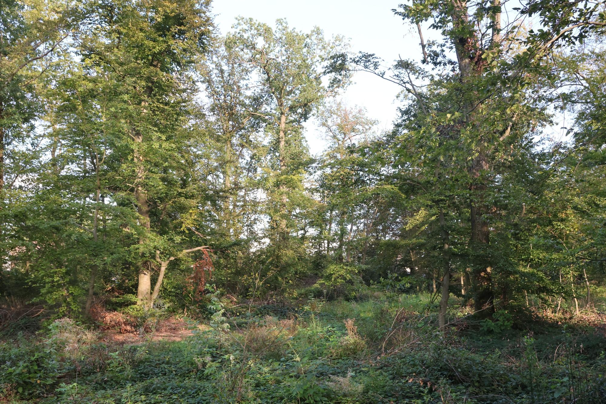 Wäldchen auf dem Isengartener Berg