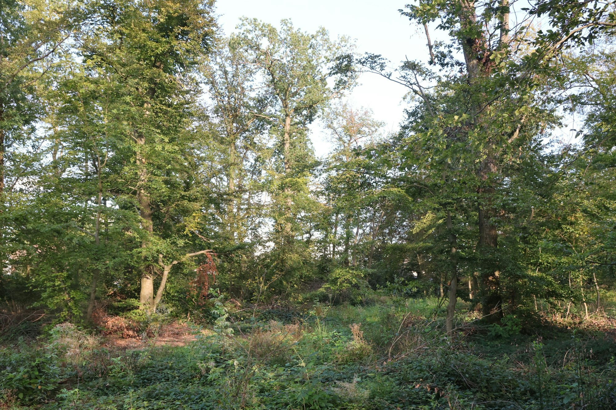 Wäldchen auf dem Isengartener Berg