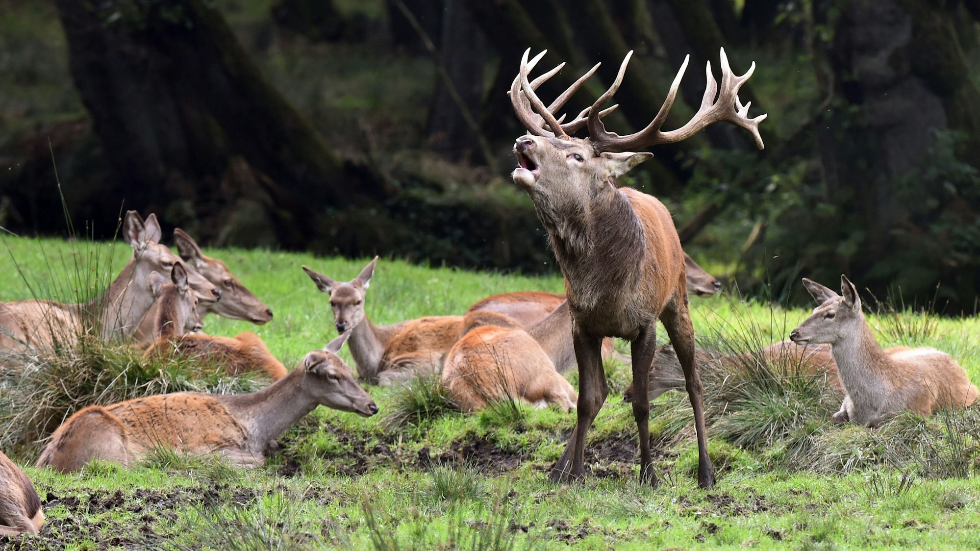 Rothirsche in einem Wildpark
