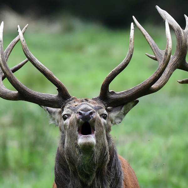 Ein Rothirsch steht im Wildpark in seinem Gehege.