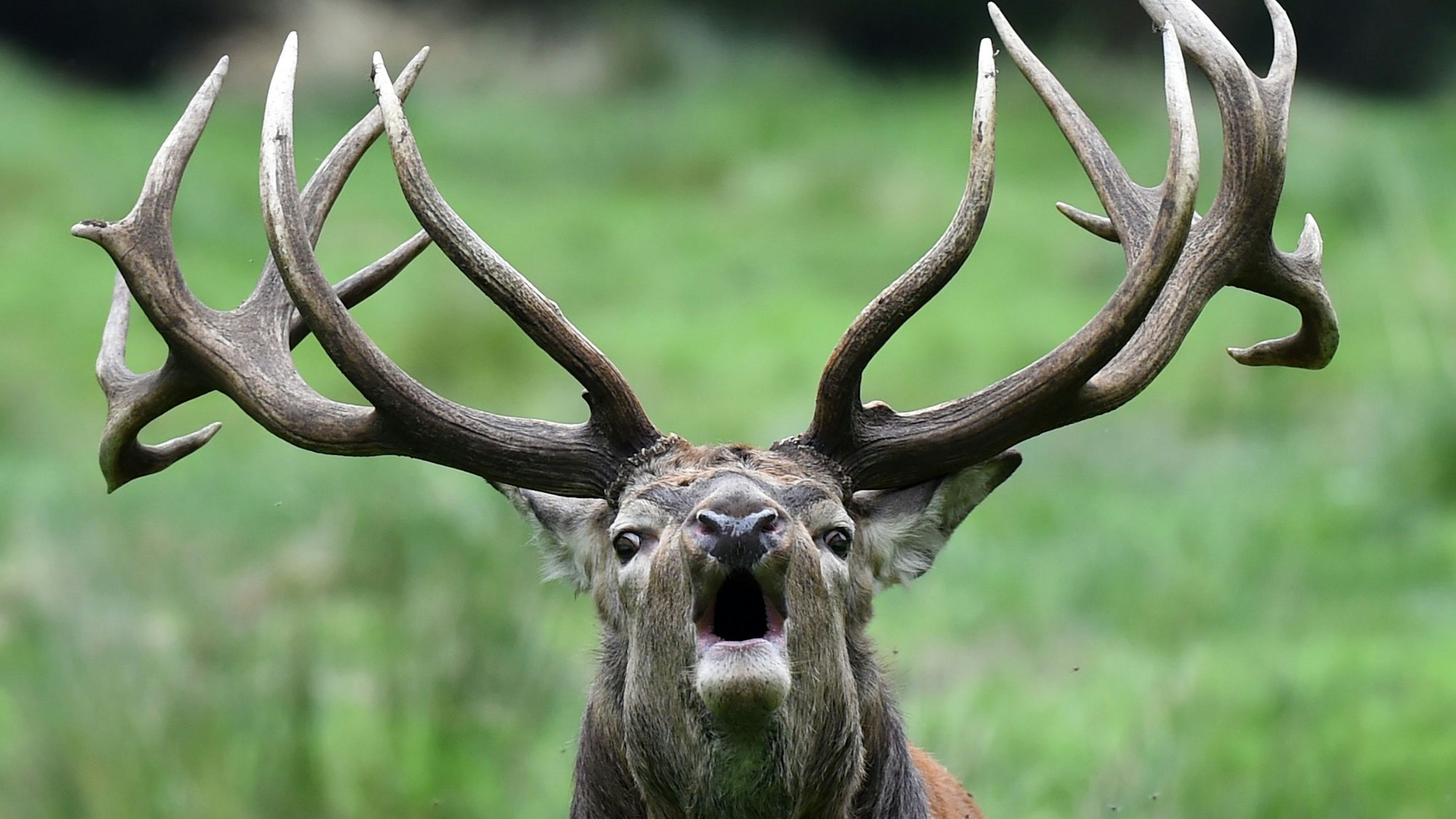 Ein Rothirsch steht im Wildpark in seinem Gehege.