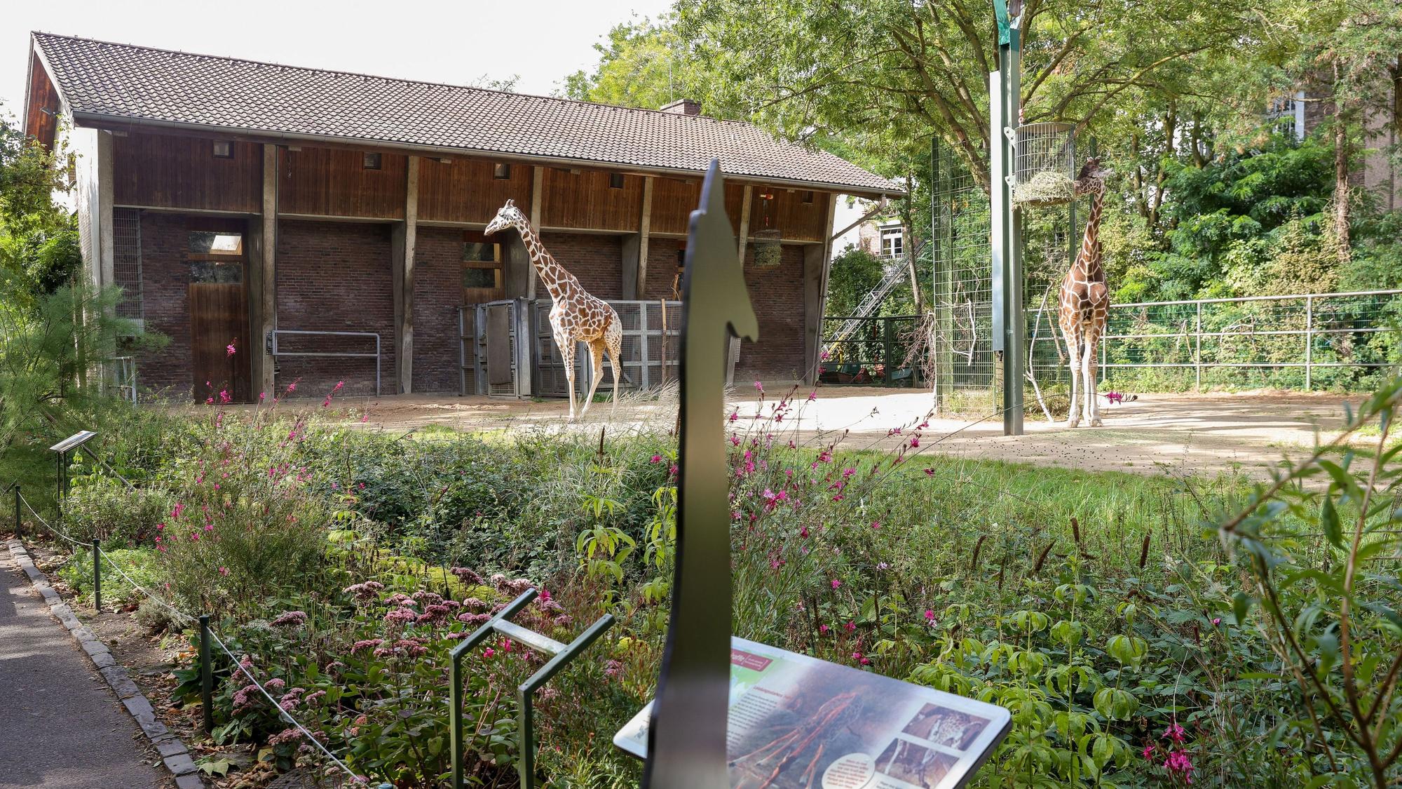 Im Giraffen-Gehege des Kölner Zoos stehen zwei Giraffen.