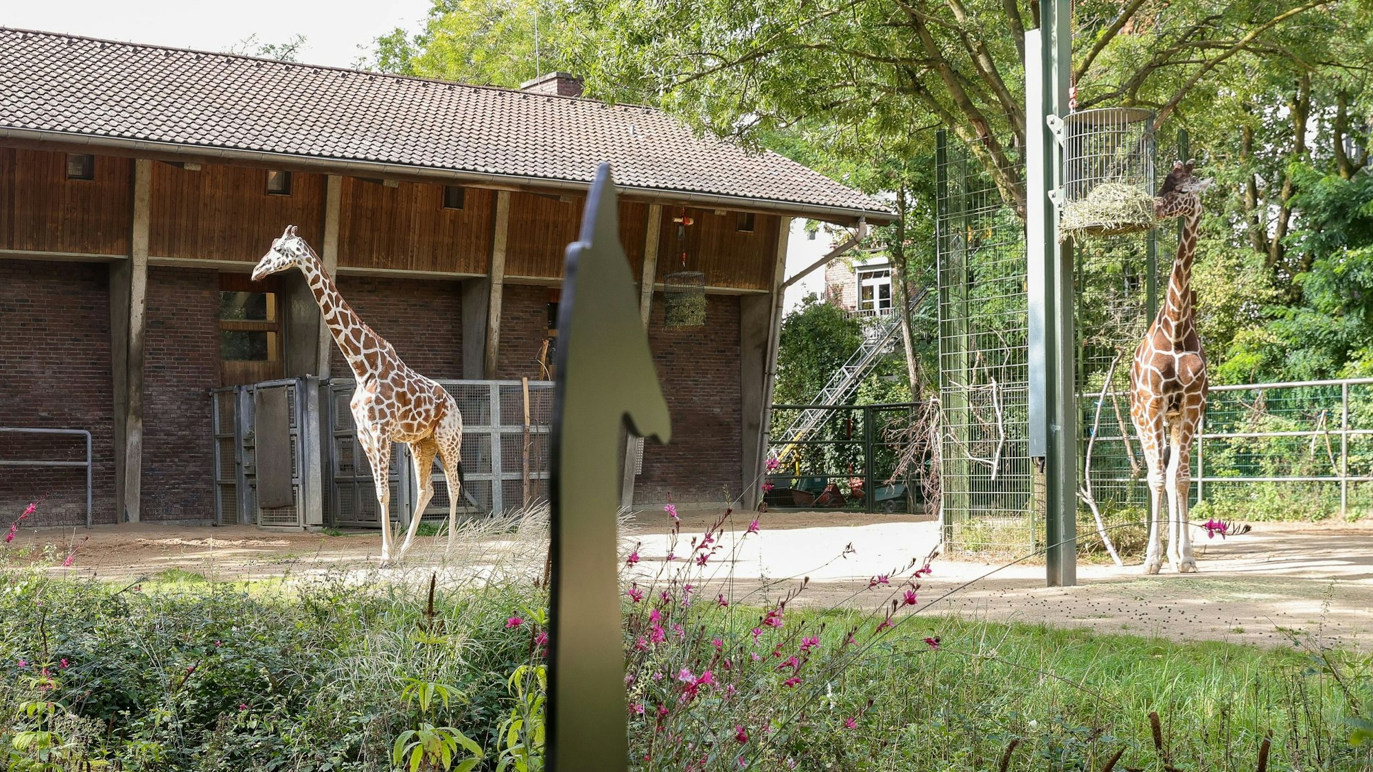 Das alte Giraffengehege im Kölner Zoo.