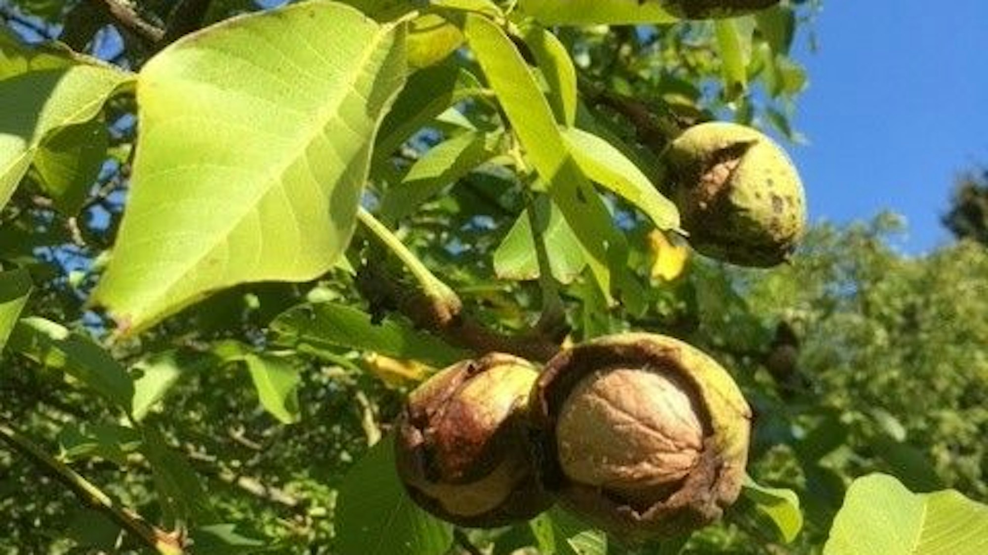Im Nussgarten in Leverkusen-Engstenberg sind die Walnüsse reif.