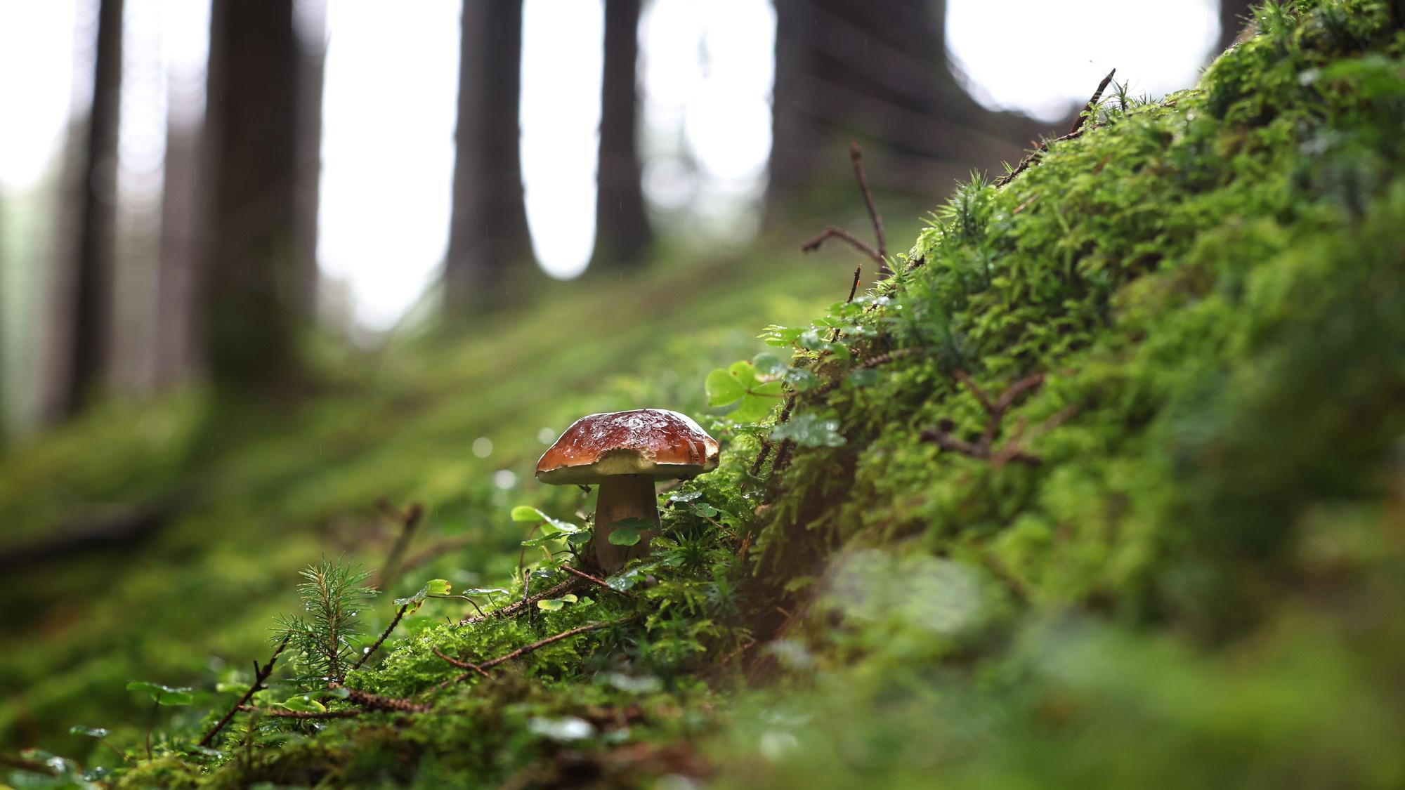 Ein Steinpilz sprießt aus dem Waldboden.
