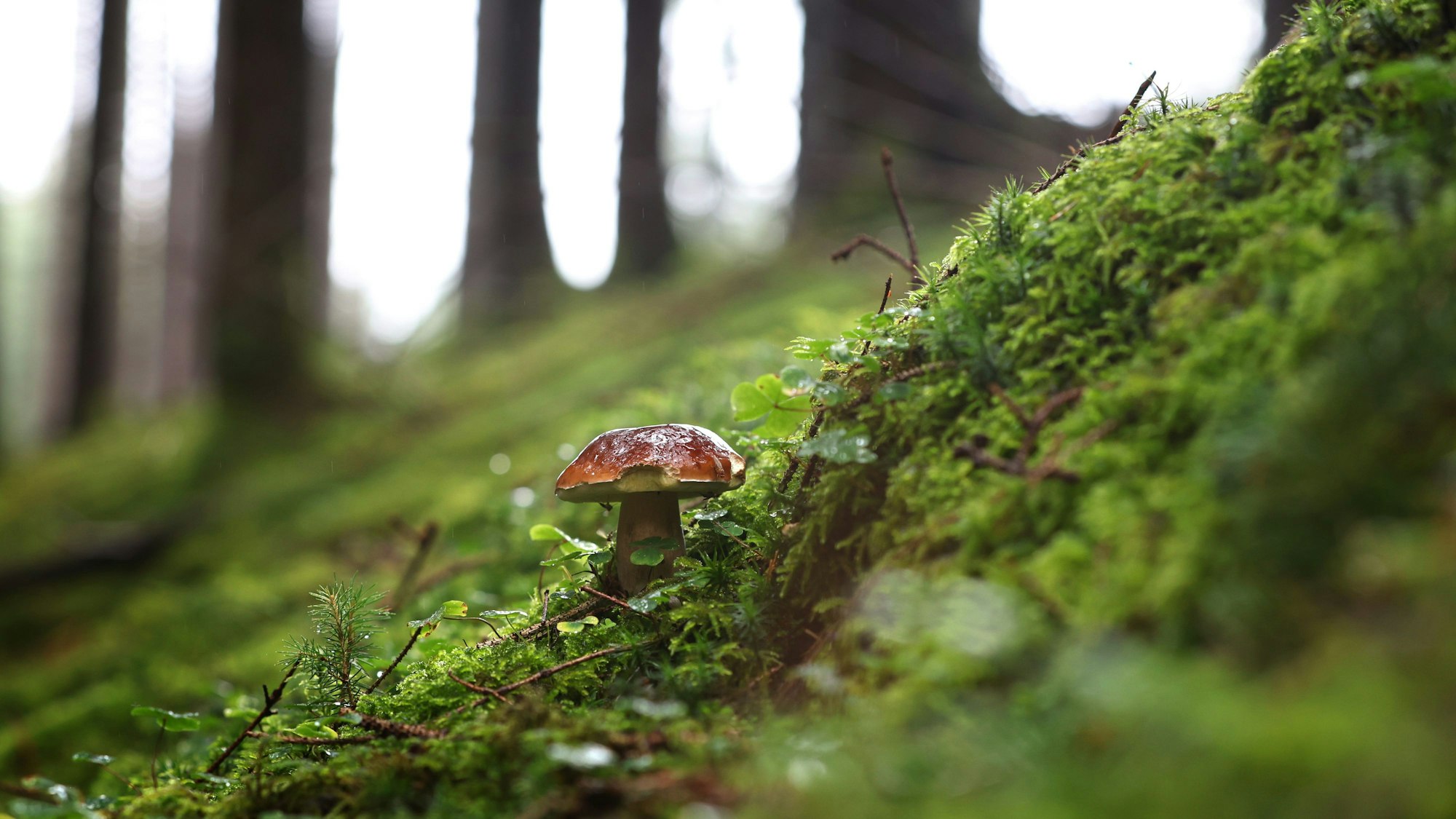 Ein Steinpilz sprießt aus dem Waldboden.