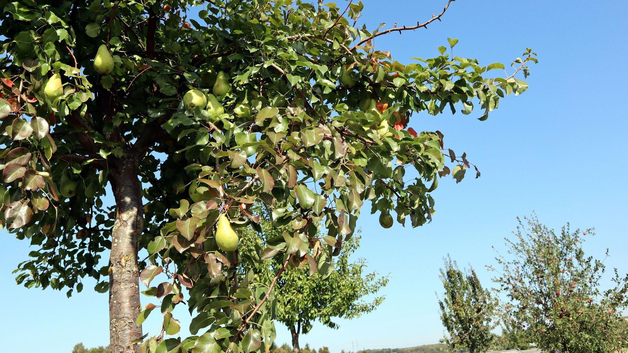 Birnenbaum auf dem Birnen-Rundwanderweg rund um Lantershofen im Ahrtal.