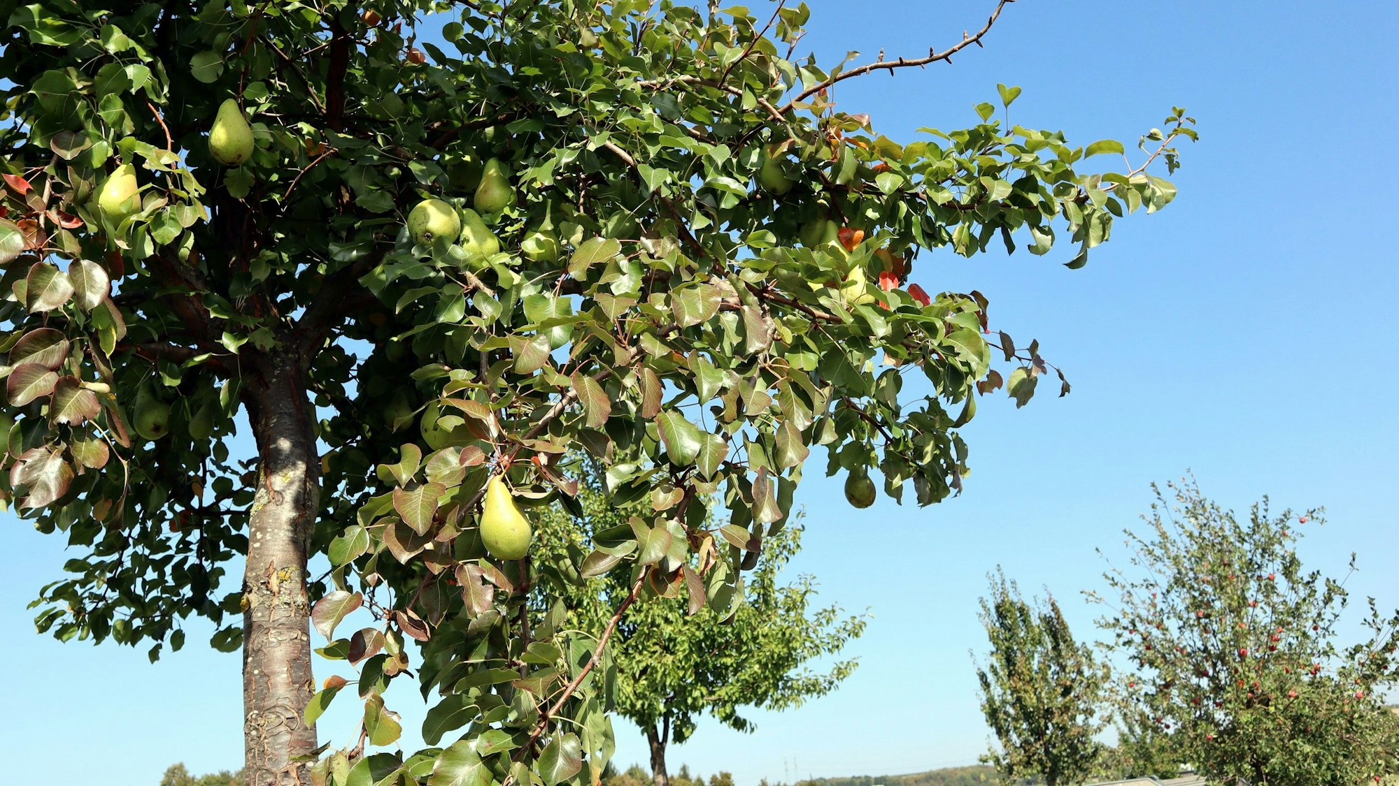 Birnenbaum auf dem Birnen-Rundwanderweg rund um Lantershofen im Ahrtal.