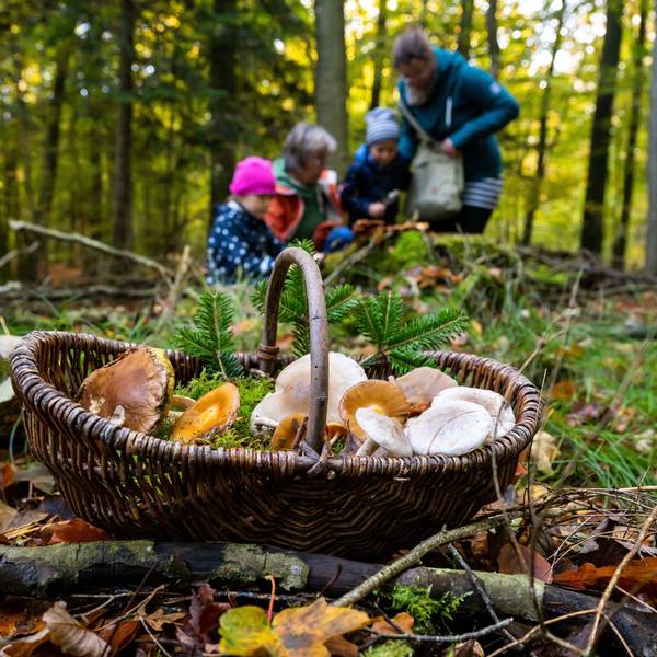 Ein Korb mit Pilzen steht im Wald.