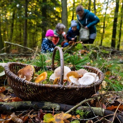 Ein Korb mit Pilzen steht im Wald.