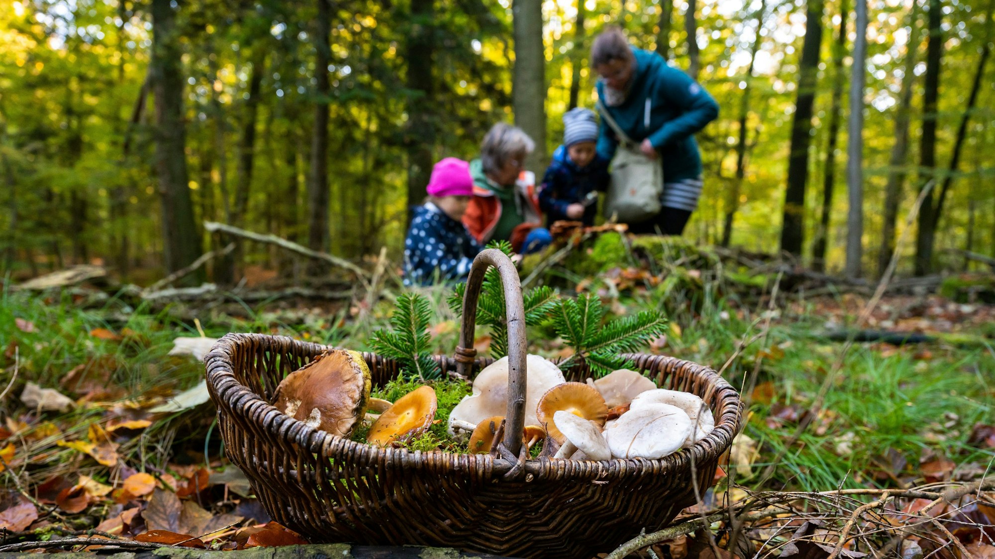Ein Korb mit Pilzen steht im Wald.