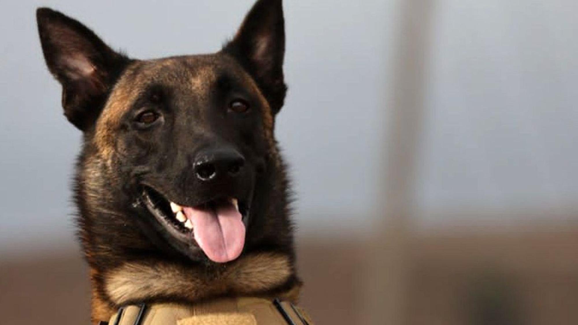 HANDOUT - 21.09.2023, Libyen, ---: Die am 21.09.2023 von seinem Besitzer Mahmud Al-Matari herausgegebene Aufnahme zeigt Ivar, einen Rettungshund der Rasse Malinois (belgischer Schäferhund). Ivar ist der jüngste Held in den Überschwemmungsgebieten in Libyen. «Er hat bei der Suche nach Vermissten geholfen und dabei unter anderem eine Familie in den Trümmern aufgespürt», sagte Mahmud Al-Matari, der Halter des Hundes, der Deutschen Presse-Agentur am Donnerstag. Eigentlich sei er kein ausgebildeter Suchhund, sondern spezialisiert auf das Aufspüren von Drogen. Dennoch habe er insbesondere in den Tagen bevor die Spezialteams eintrafen, bei der Suche nach Vermissten gute Arbeit geleistet. Das habe ihn sehr berühmt gemacht, so Al-Matari. Er selbst ist Polizist. (Recrop - bestmögliche Qualität) Foto: Mahmud Al-Matari/dpa - ACHTUNG: Nur zur redaktionellen Verwendung und nur mit vollständiger Nennung des vorstehenden Credits +++ dpa-Bildfunk +++