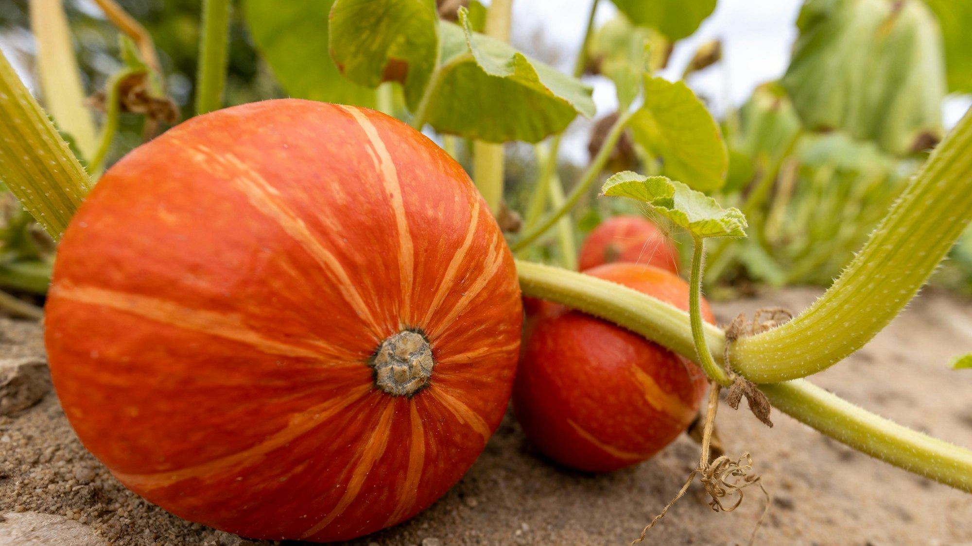 Hokkaido Kürbisse leuchten kräftig orange auf dem Feld.