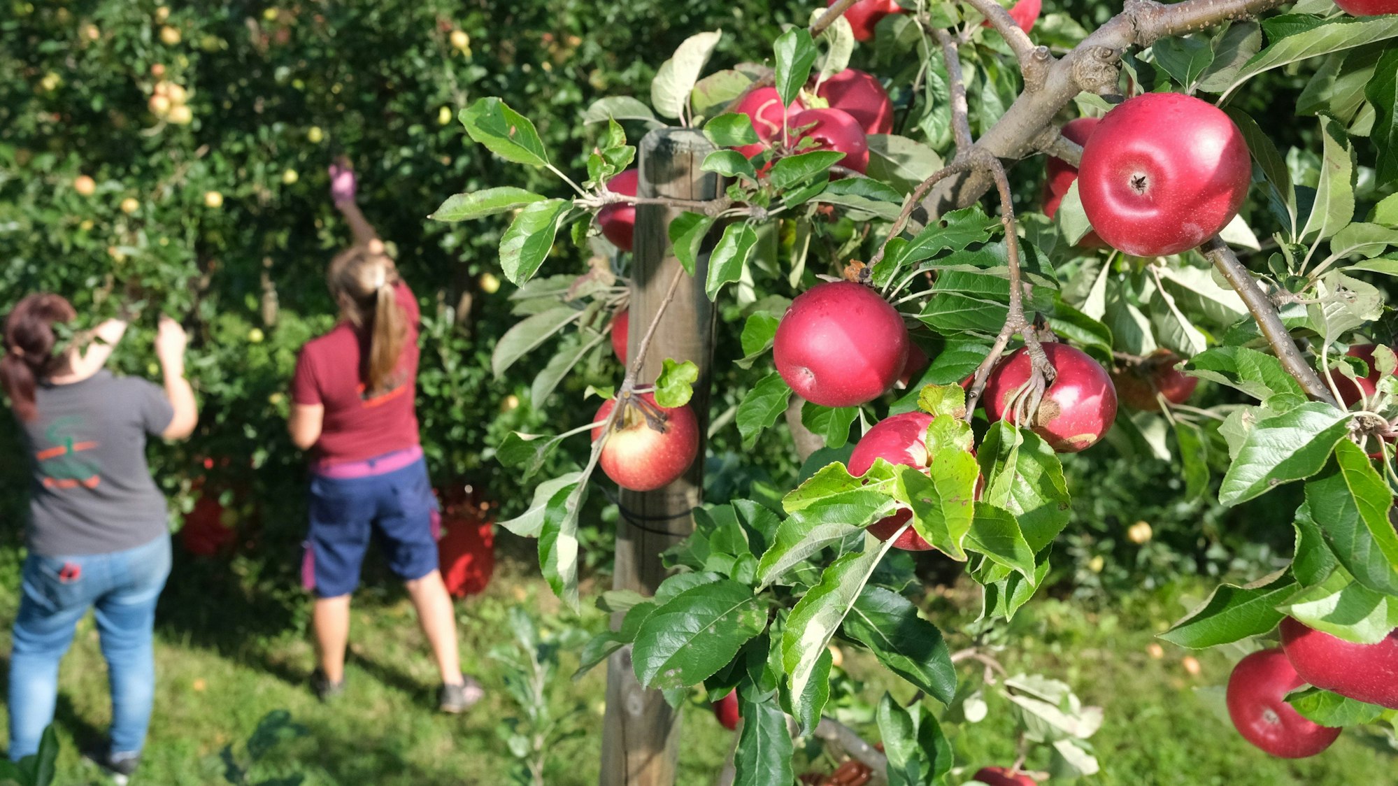 An manchen Orten dürfen Äpfel auch selber gepflückt werden.