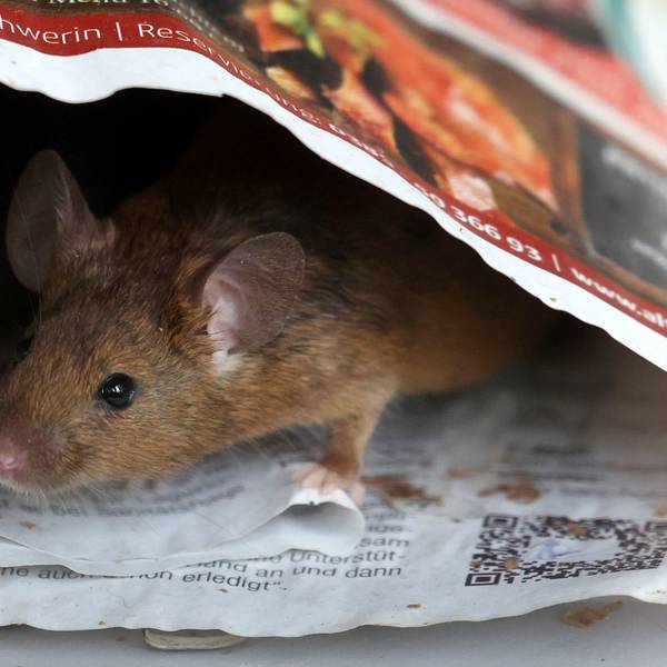 Eine Maus ist auf einem Tisch unterwegs.