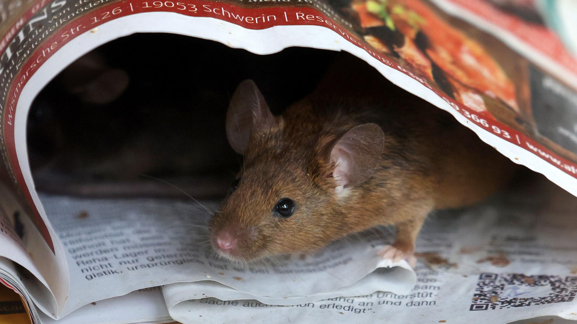 Eine Maus ist auf einem Tisch unterwegs.