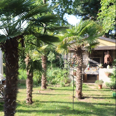 Das Bild zeigen einen Garten voller Hanfpalmen.