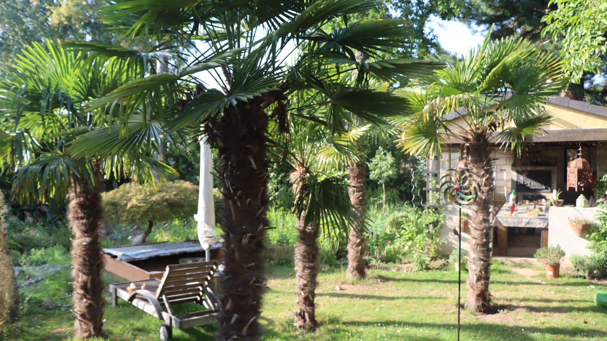 Das Bild zeigen einen Garten voller Hanfpalmen.