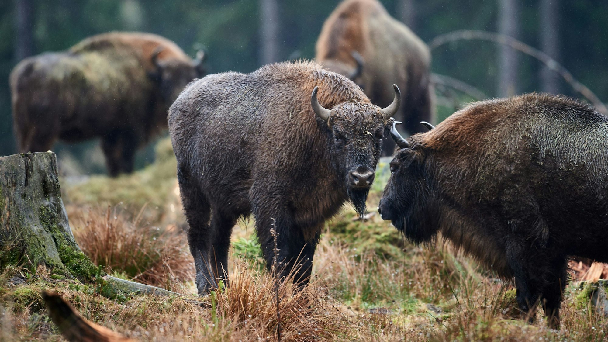 Wisente stehen am in Bad Berleburg (Nordrhein-Westfalen) in ihrem Gehege in der Wisent-Welt. Der Trägerverein des Wisent-Artenschutz- Projektes hat eine Wisent-Herde ausgewildert und streitet vor Gericht mit Waldbauern um die Schäden. Außerdem betreibt der Verein das Wisent-Schaugehege.