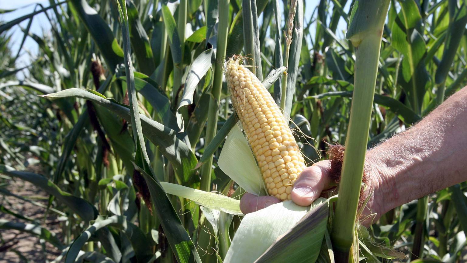 Eine Hand hält in einem Versuchsfeld des Landwirtschaftlichem Technologiezentrum Augustenberg bei Forchheim (Baden-Württemberg) einen Maiskolben einer gentechnisch veränderten Maispflanze.(Archivbild)