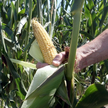 Eine Hand hält in einem Versuchsfeld des Landwirtschaftlichem Technologiezentrum Augustenberg bei Forchheim (Baden-Württemberg) einen Maiskolben einer gentechnisch veränderten Maispflanze.(Archivbild)