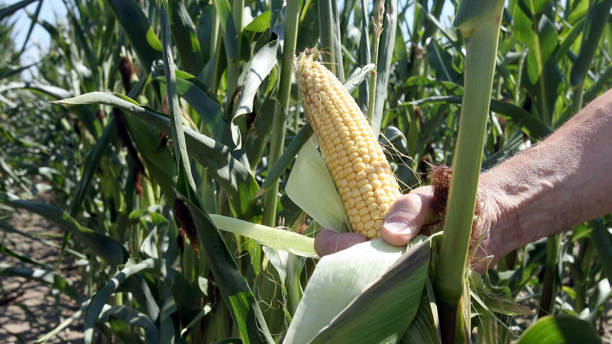 Eine Hand hält in einem Versuchsfeld des Landwirtschaftlichem Technologiezentrum Augustenberg bei Forchheim (Baden-Württemberg) einen Maiskolben einer gentechnisch veränderten Maispflanze.(Archivbild)