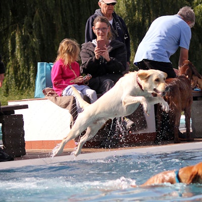 Zu sehen ist ein Hund, der mit einem großen Satz ins Wasser des Freibadbeckens springt, in dem ein Ball schwimmt.