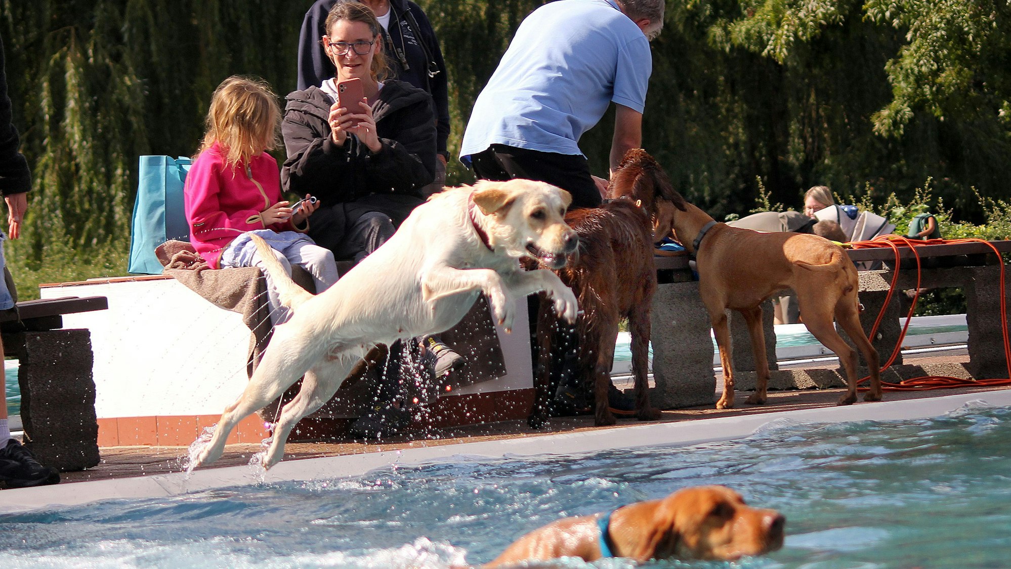 Zu sehen ist ein Hund, der mit einem großen Satz ins Wasser des Freibadbeckens springt, in dem ein Ball schwimmt.