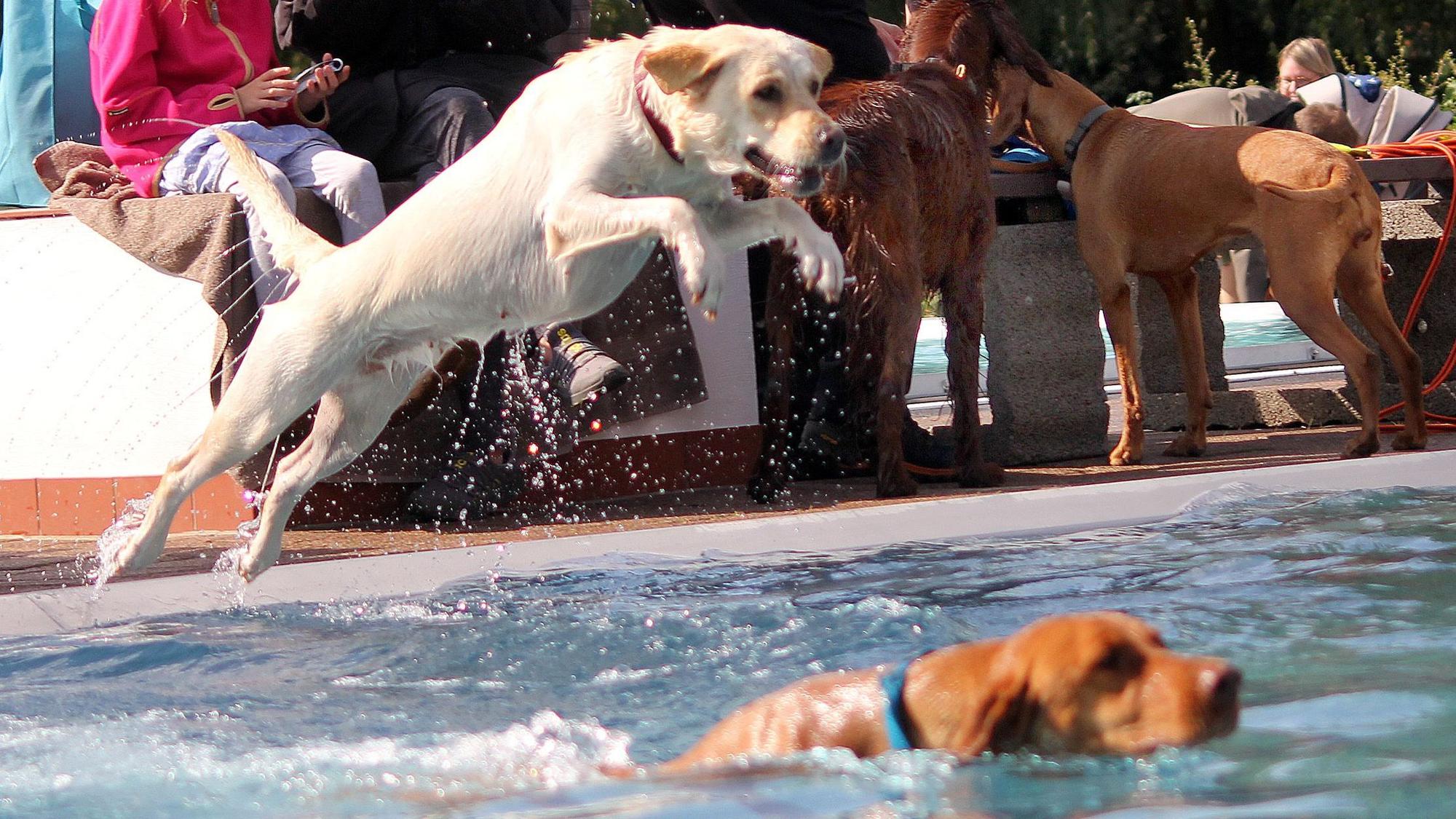 Zu sehen ist, wie ein Hund ins Schwimmbecken springt.