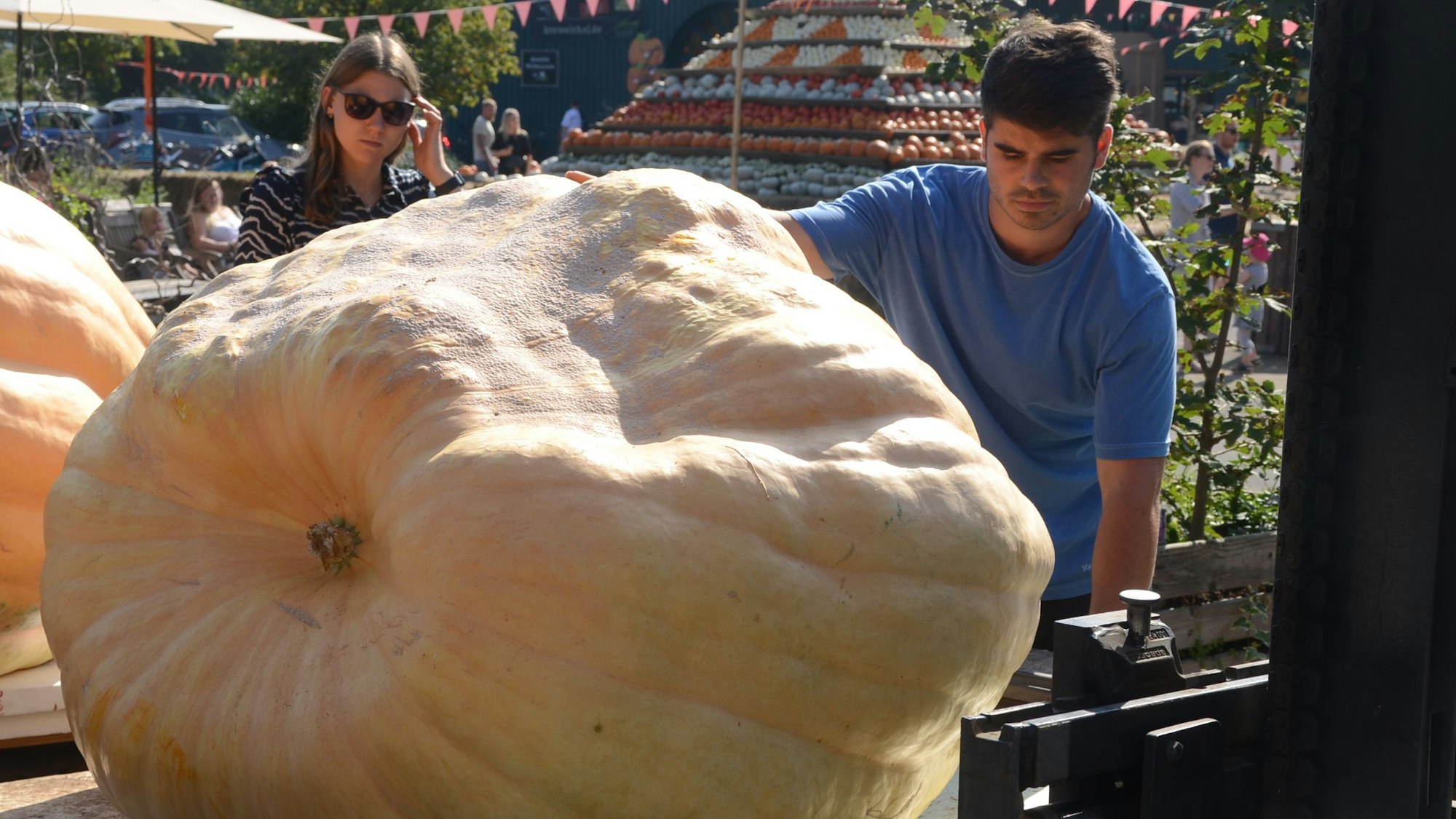 Ein Mann im blauen T-Shirt misst die Länge eines großen Kürbisses aus, der etwa dreimal so breit ist, wie der Oberkörper des Mannes.