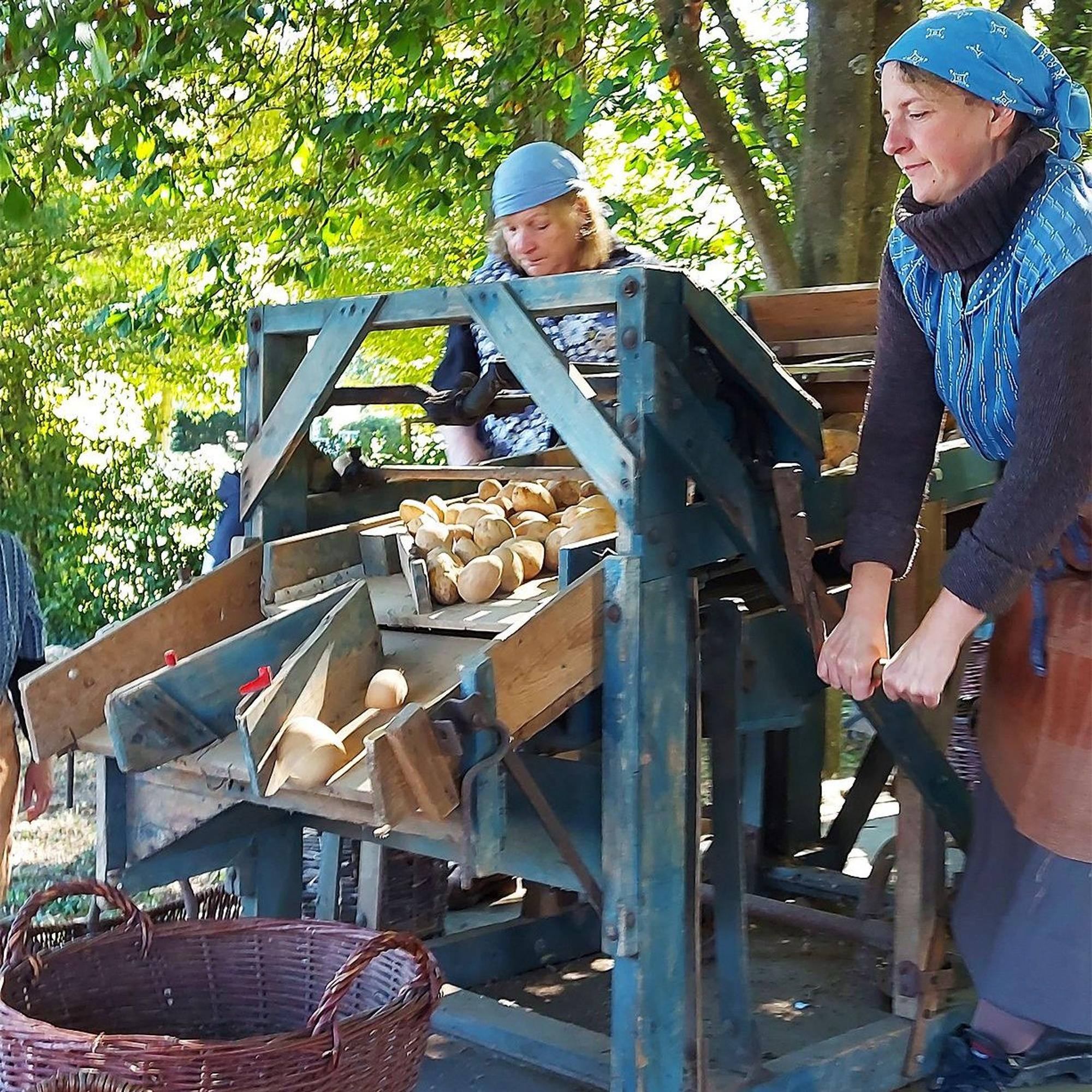 Das Bild zeigt zwei Frauen am Kartoffelsortierer