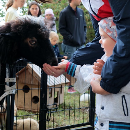 Ein schwarzes Schaf mit Lockenkopf reckt seinen Kopf über ein Metallgitter und frisst einem kleinen Kind aus der Hand.
