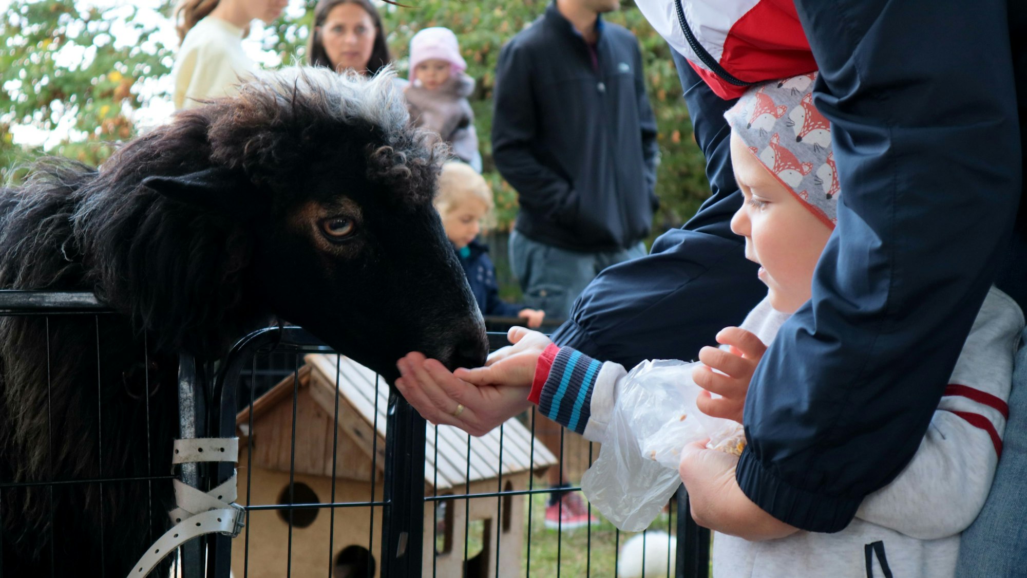 Ein schwarzes Schaf mit Lockenkopf reckt seinen Kopf über ein Metallgitter und frisst einem kleinen Kind aus der Hand.