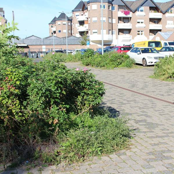 Hans-Peter Nußbaum steht auf dem Whitnash-Platz und zeigt auf Sträucher.