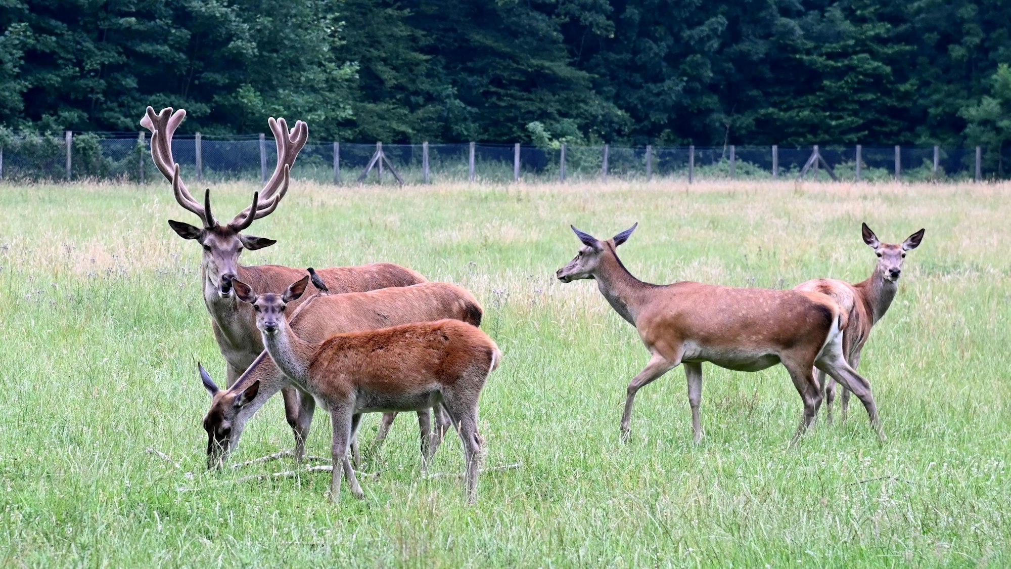 Rotwild auf einer Wiese.