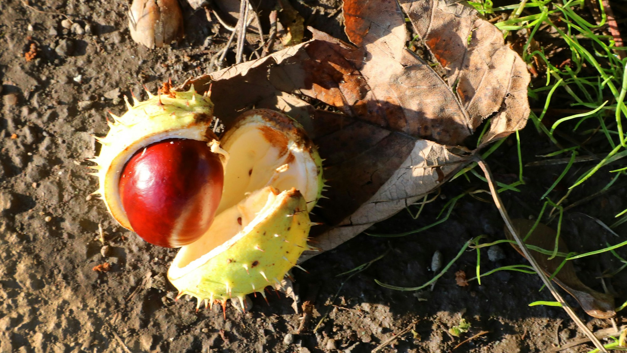 Eine Kastanienfrucht liegt in aufgeplatzer stachliger Schale auf dem Boden, daneben liegt ein verwelktes Blatt.