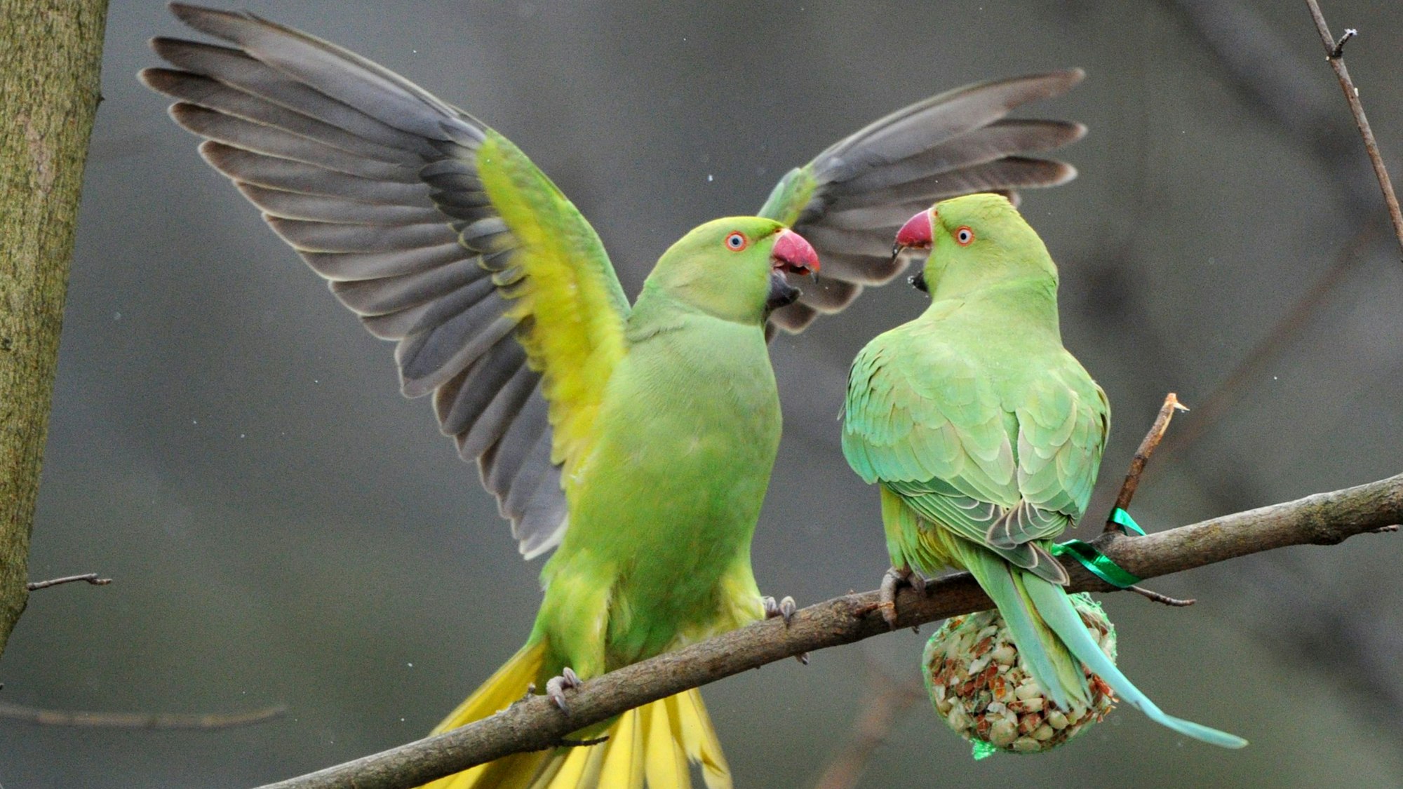 ARCHIV - Zwei wildlebende Halsbandsittiche (Psittacula krameri), auch «Kleiner Alexandersittich» genannt, kämpfen am Freitag (12.02.2010) in einem Park in Düsseldorf um Vogelfutter. Ein Papagei wird im Rheinland heimisch. Auf der Düsseldorfer Königsallee zum Beispiel gehört der Halsbandsittich inzwischen zum alltäglichen Bild. Die grellgrünen Vögel sind an Futterstellen, Parks und Balkonen zu sehen und schlafen auf Bäumen mitten in der Stadt. «Es gibt etwa 1000 Halsbandsittiche im Großraum Düsseldorf», schätzt der Vogelexperte Tobias Krause. In Köln sind es vielleicht doppelt so viele. Die possierlichen grünen Tiere verbreiten auch in Bonn seit Jahrzehnten ein tropisches Flair. Eigentlich sind die Papageien in Afrika und Asien zu Hause. Foto: Julian Stratenschulte dpa/lnw (zu lnw-KORR: "Halsbandsittich: Ein bunter Vogel macht sich breit" vom 22.01.2012) +++ dpa-Bildfunk +++